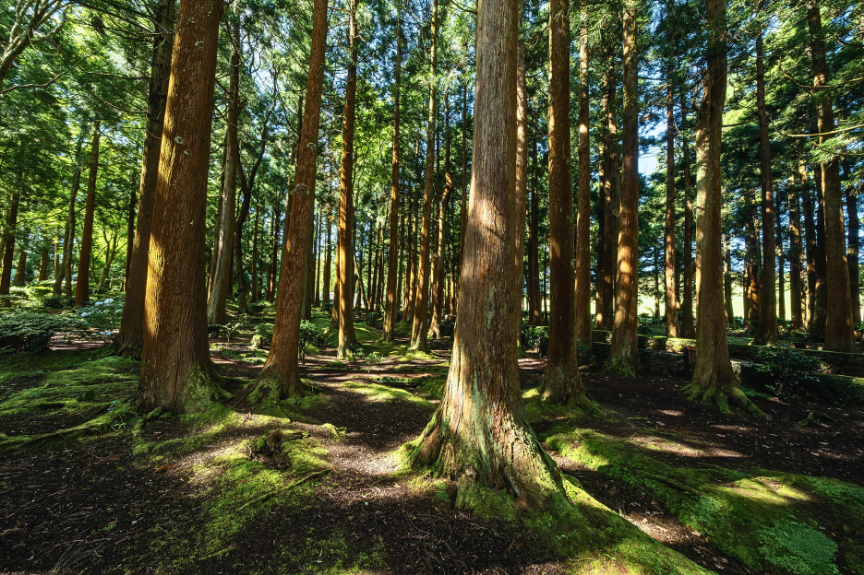Forest Bathing: Why Spending Time Amongst Trees May Be Good for Our Wellbeing