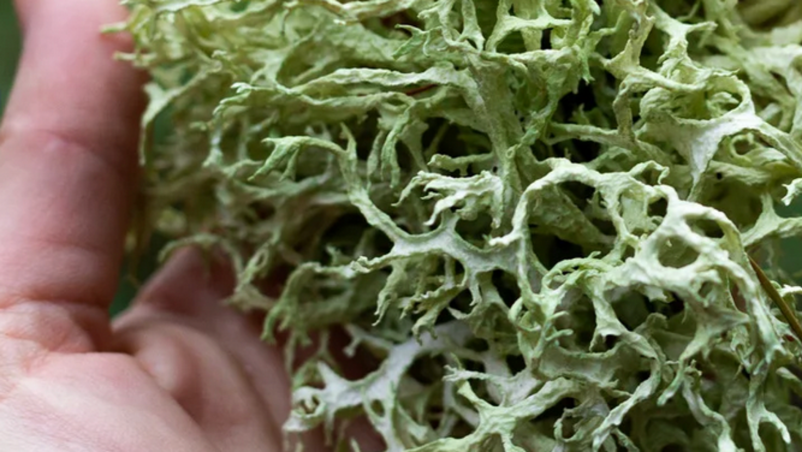 Close-up of a hand holding a piece of green oakmoss lichen with a blurred background