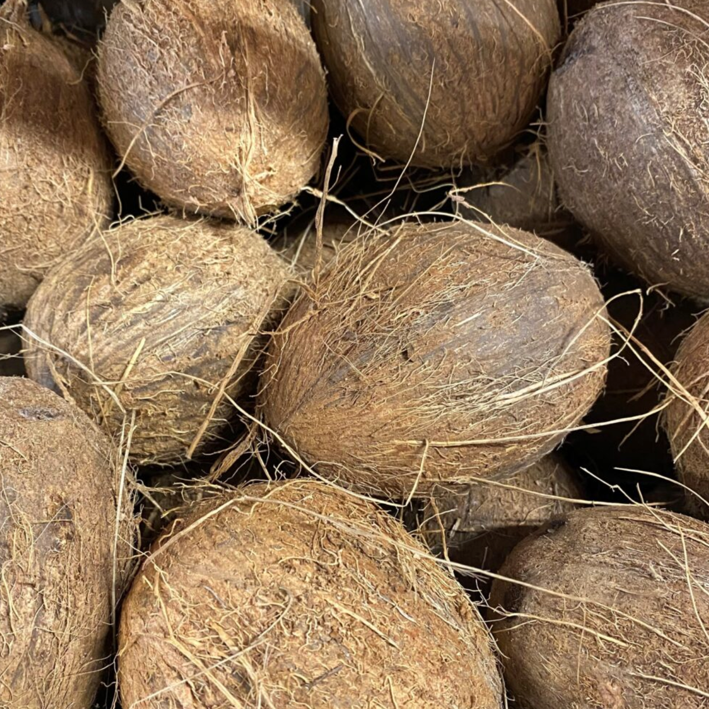 Coconuts in a pile