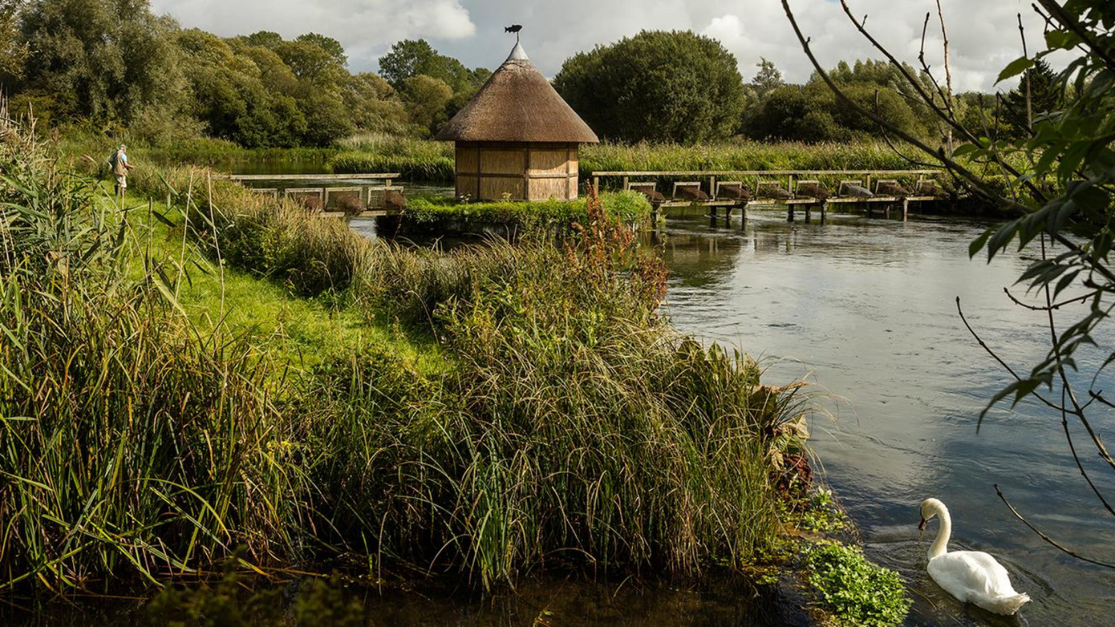 Swan on a pond with a small wooden hut in the background