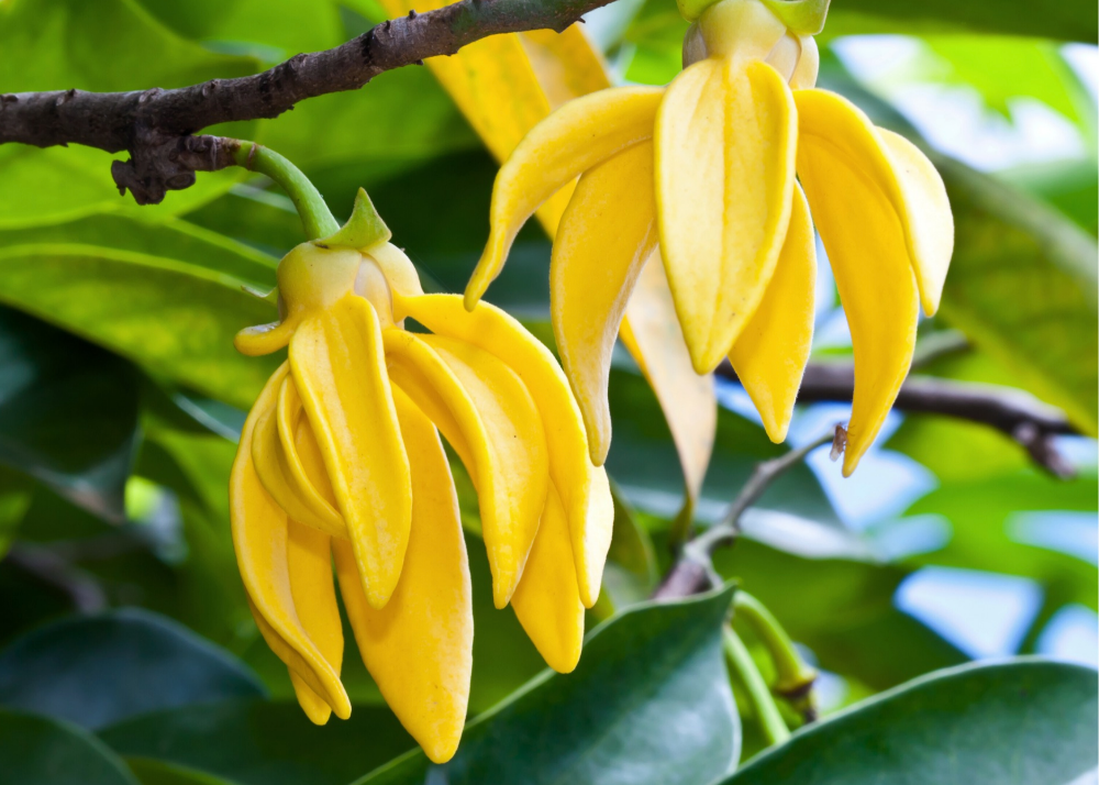 Close-up of yellow Ylang Ylang flowers on a tree branch with green leaves.