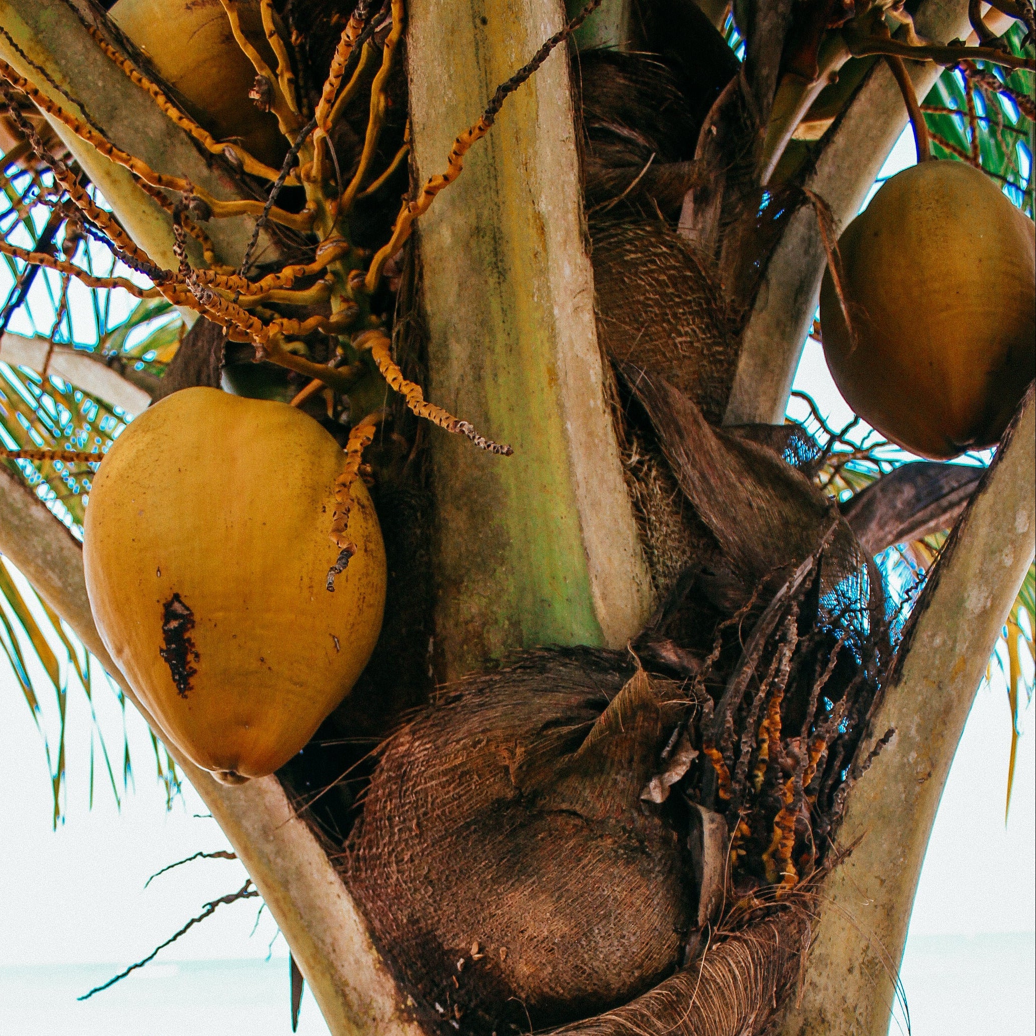 A coconut tree with yellowing coconuts on it
