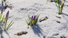 Purple crocus flower emerging from snowy ground in timelapse